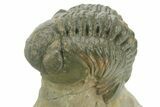 Curled Reedops Trilobite - Atchana, Morocco #377007-1